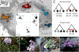 Attēlu rezultāti vaicājumam “Cardaminopsis arenosa leaf”