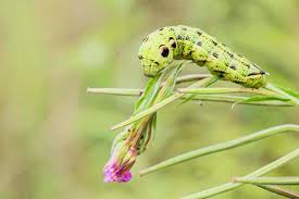 Attēlu rezultāti vaicājumam “Deilephila elpenor imago”