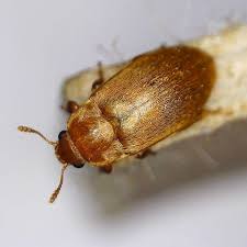 Attēlu rezultāti vaicājumam “Byturus tomentosus”