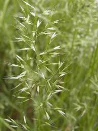 Attēlu rezultāti vaicājumam “Trisetum flavescens flower”