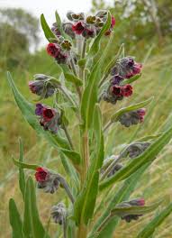 Attēlu rezultāti vaicājumam “Cynoglossum officinale”