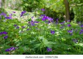 Attēlu rezultāti vaicājumam “Geranium sylvaticum”