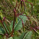 Attēlu rezultāti vaicājumam “Impatiens glandulifera fruit”