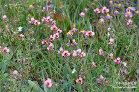 Image result for Alonsoa liniflora