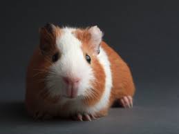 Image result for Gerbil
