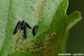 Attēlu rezultāti vaicājumam “Agelastica alni larva”