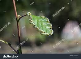 Attēlu rezultāti vaicājumam “Diloba caeruleocephala larva”