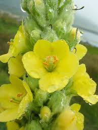 Attēlu rezultāti vaicājumam “Verbascum thapsus flower”