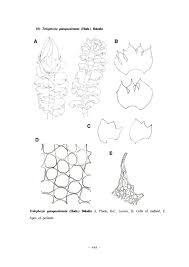 Attēlu rezultāti vaicājumam “Trilophozia quinquedentata”