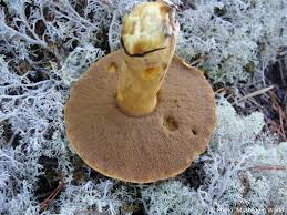 Attēlu rezultāti vaicājumam “Suillus variegatus”