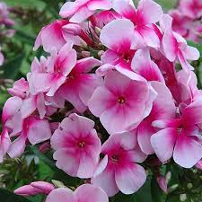 Image result for Phlox paniculata `Sweet Summer`