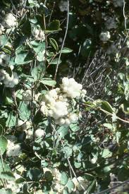 Attēlu rezultāti vaicājumam “Symphoricarpos albus fruit”