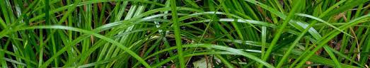 Attēlu rezultāti vaicājumam “Acorus calamus leaf”