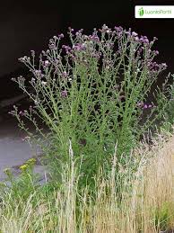 Attēlu rezultāti vaicājumam “Carduus crispus leaf”