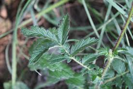 Attēlu rezultāti vaicājumam “Agrimonia eupatoria leaf”