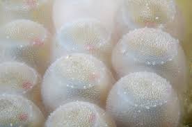 Attēlu rezultāti vaicājumam “Pentatomidae eggs”