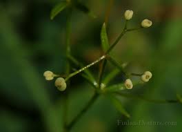Attēlu rezultāti vaicājumam “Galium uliginosum”