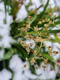 Attēlu rezultāti vaicājumam “Scirpus sylvaticus flower”