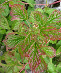 Attēlu rezultāti vaicājumam “Rubus saxatilis flower”