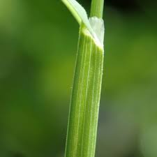 Attēlu rezultāti vaicājumam “Poa remota”