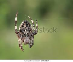 Attēlu rezultāti vaicājumam “Araneus angulatus”