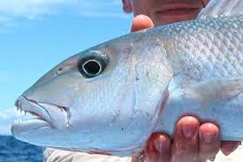 Image result for Aprion virescens