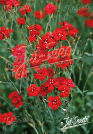 Attēlu rezultāti vaicājumam “Dianthus deltoides flower”