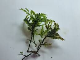 Attēlu rezultāti vaicājumam “Thamnobryum subserratum”