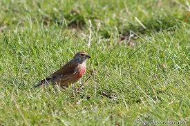 Attēlu rezultāti vaicājumam “Carduelis cannabina male”