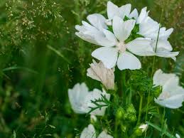 Image result for Malva moschata alba