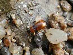 Attēlu rezultāti vaicājumam “Leistus terminatus”