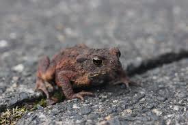 Attēlu rezultāti vaicājumam “Bufo bufo juvenile”