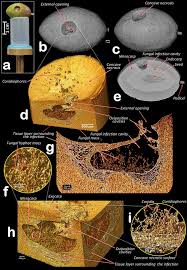 Attēlu rezultāti vaicājumam “Enteridium olivaceum macro”