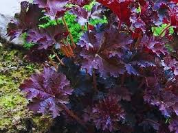 Image result for HEUCHERA americana 'Palace Purple Auslese'