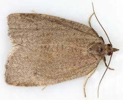 Attēlu rezultāti vaicājumam “Lozotaenia forsterana”