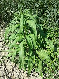 Attēlu rezultāti vaicājumam “Rumex maritimus leaf”