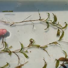 Attēlu rezultāti vaicājumam “Potamogeton gramineus”