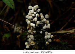 Attēlu rezultāti vaicājumam “Physarum cinereum young”