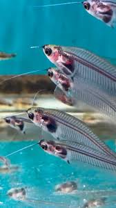 Image result for Micropogonias undulatus