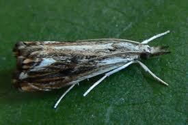 Attēlu rezultāti vaicājumam “Catoptria verellus”