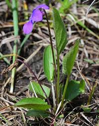 Attēlu rezultāti vaicājumam “Viola uliginosa leaf”