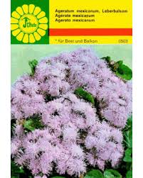 Image result for Leberbalsam