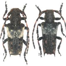 Attēlu rezultāti vaicājumam “Pogonocherus hispidulus”