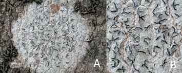 Attēlu rezultāti vaicājumam “Graphis scripta”