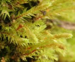 Attēlu rezultāti vaicājumam “Pohlia proligera”