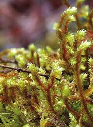 Attēlu rezultāti vaicājumam “Antitrichia curtipendula”