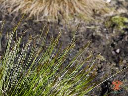 Attēlu rezultāti vaicājumam “Carex davalliana”