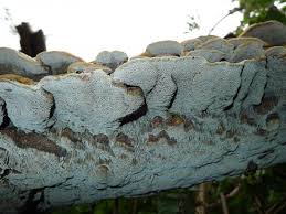 Attēlu rezultāti vaicājumam “Coriolopsis trogii”