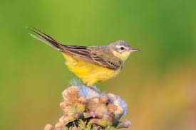 Attēlu rezultāti vaicājumam “Motacilla flava flava”