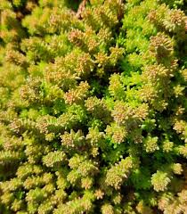 Attēlu rezultāti vaicājumam “Sedum sexangulare”